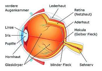 Querschnitt eines Auges (im Text erklärt)