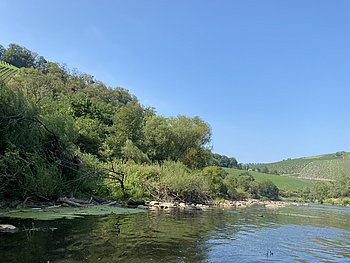 Blick vom Fluss auf ein bewachsenes Ufer mit Bäumen, Sträuchern und Steinen. Im Hintergrund sind grüne Weinberge an einem Hang zu sehen, darüber ein klarer blauer Himmel.