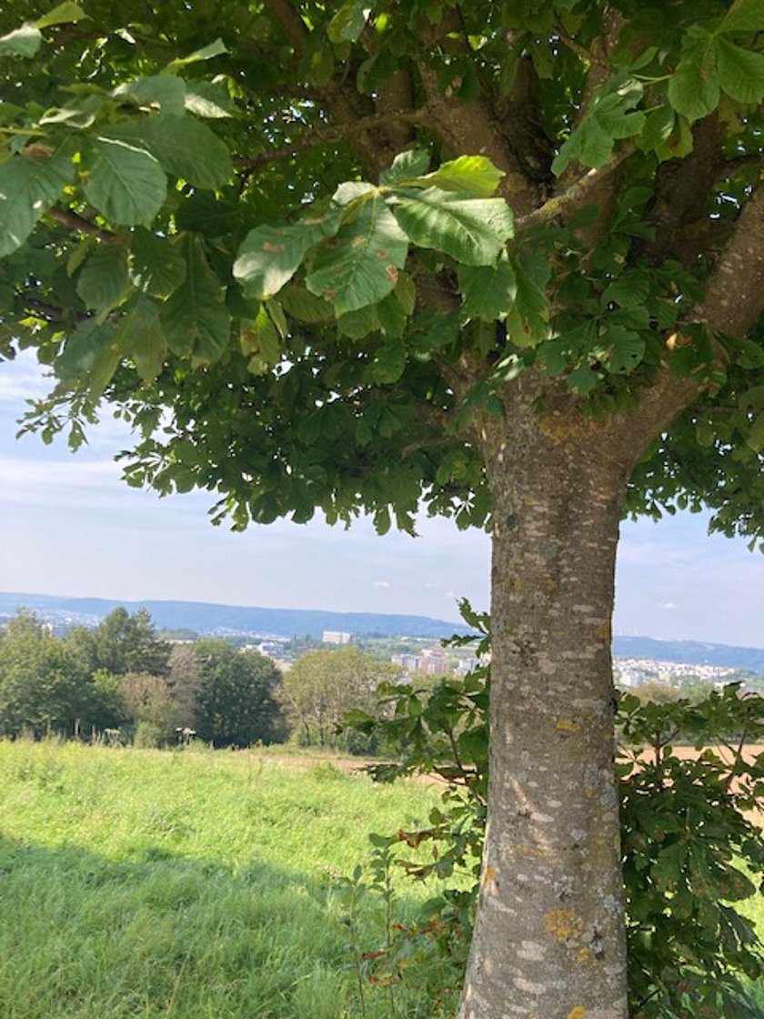 Ein Baum auf eine Wiese