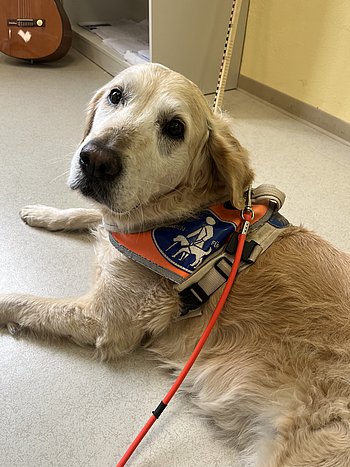 Der Blindenführhund Nella liegt bei einem Grundschulbesuch auf dem Boden.