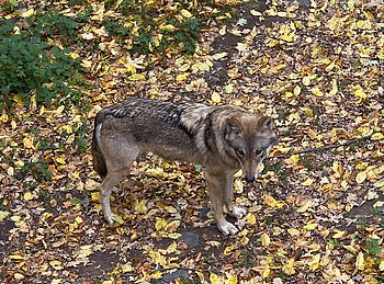 Ein Wolf ganz aus der Nähe im großen Wolfsgehege