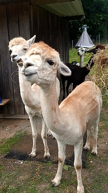 zwei Alpakas