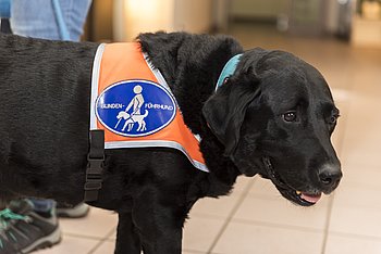  Wie Anton sind alle Blindenführhunde deutlich gekennzeichnet. Foto: PRO RETINA/Chris Zeilfelder 