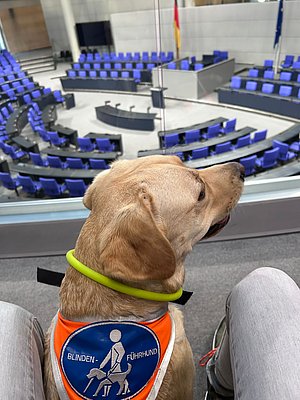 Assistenzhund "Biene" 2024 im Plenarsaal des Bundestags