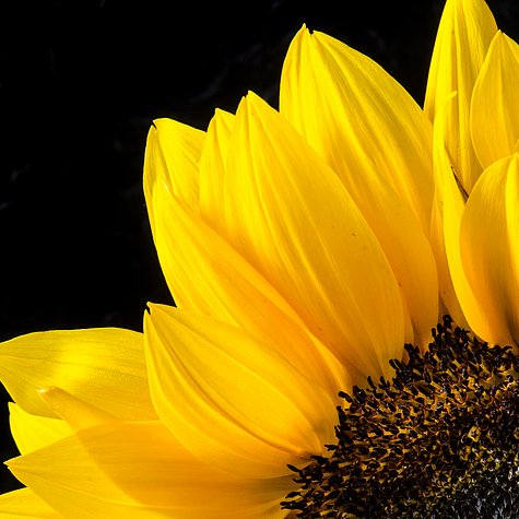 Sonnenblume auf schwarzem Hintergrund