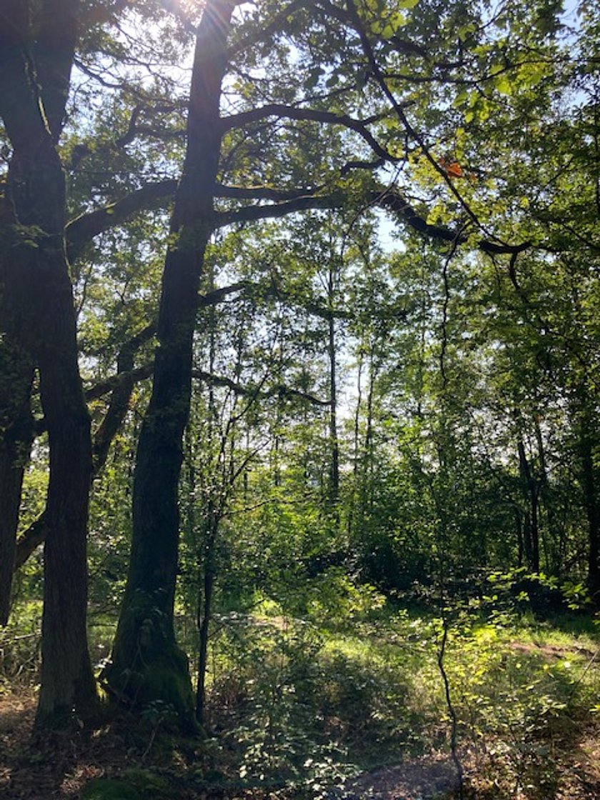 Dicht beieinander stehende Bäume, durch die die Sonne fällt.