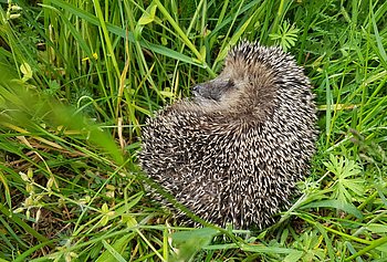 Ein kleiner Igel am Wegesrand