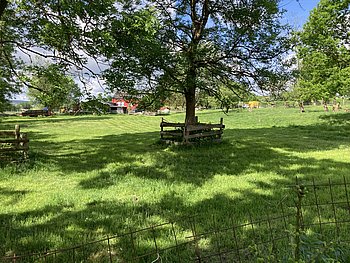 Foto zeigt eine lichte Waldlandschaft