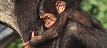 Schimpansenbaby am Bauch der Mutter, schaut mit großen Augen
