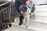 Blindenführhund im Einsatz