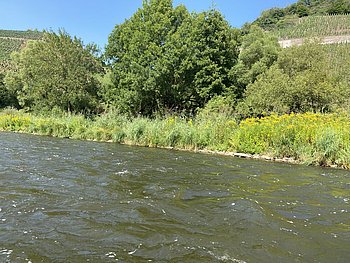 Blick vom Wasser auf ein Flussufer mit hohem Gras, gelb blühenden Pflanzen und dichten grünen Bäumen. Im Hintergrund sind Weinberge an einem Hang zu erkennen.