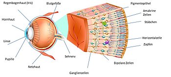 Grafik einer Netzhaut (im Text beschrieben)