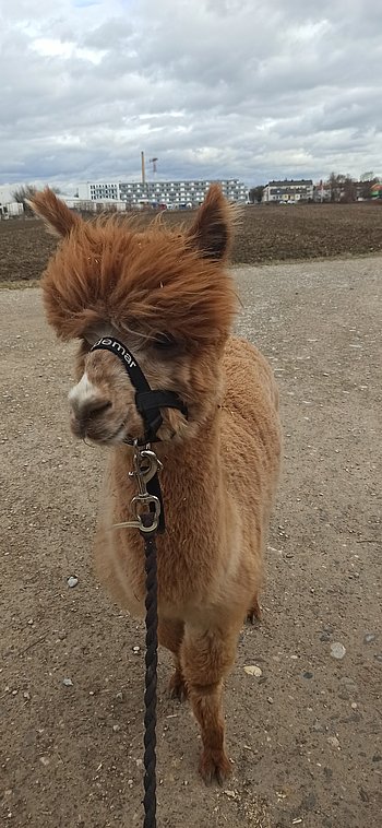 Auf dem Bild ist "Waldemar", ein hellbraunes Alpaka, zu erkennen.