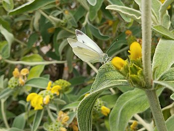 Ein Kohlwrißling sitzt auf einer Pflanze mit gelben Blüten
