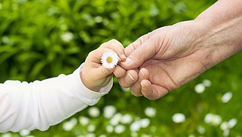 Die Übergabe eines Gänseblümchens als Symbol für die Weitergabe durch eine Erbschaft (iStock).