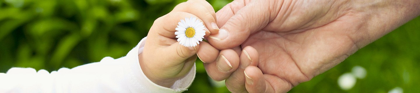 eine Kinderhand nimmt von einer Erwachsenenhand ein Gänseblümchen entgegen