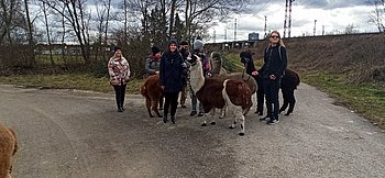 Auf diesem Bild sind die Teilnehmer mit den Alpakas während der Wanderung zu erkennen. Alle wirken sichtlich gut gelaunt.
