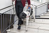 Ein Hund führt einen Mensch mit Langstock eine Treppe hinunter. 