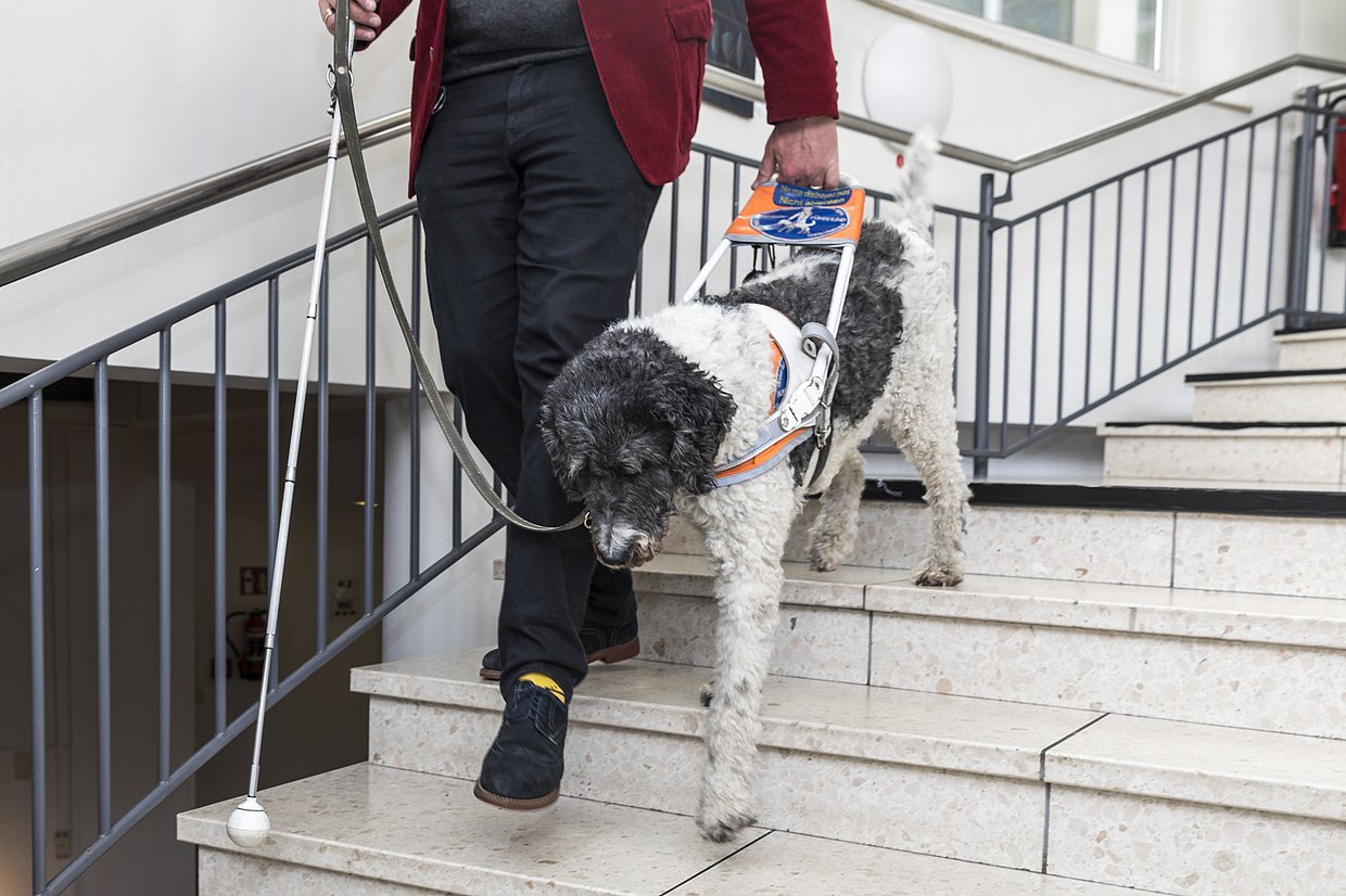 Blindenführhund ©Chris Zeilfelder Ein Mensch mit Langstock wird von einem Führhund die Treppe hinuntergeleitet.