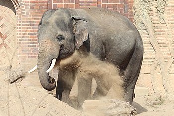 Elefant nimmt ein Sandbad