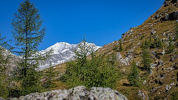 Nadelbäume in einer Berglandschaft. Im Hintergrund ein felsiger, schneebedeckter Berggipfel.