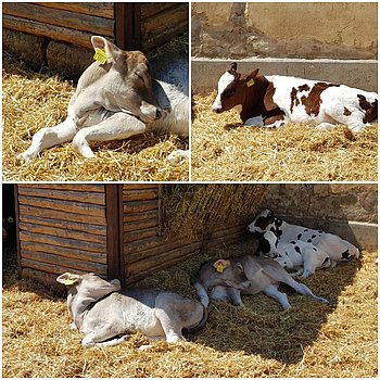 Kälbchen im Biohof Podemus
