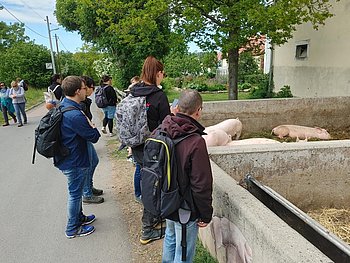 Rosa Schweine vom Biohof Podemus