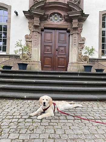 Golden Retriever Welpe mit rotem Geschirr liegt auf Kopfsteinpflaster vor einer historischen Eingangstür mit Stufen und verzierten Steinsäulen