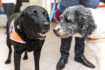 Hunde, die zum Gernhaben und Streicheln einladen. Wenn sie als Blindenführhunde unterwegs sind, sind Ablenken und Streicheln tabu. Foto: PRO RETINA/Chris Zeilfelder 